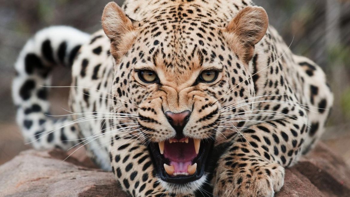 DRAMA U KINI: Dronovi i psi tragaju za objeglim leopardom
