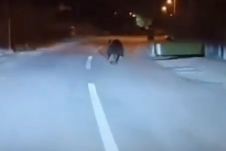 Snimak pokazuje mučenje medvjeda, glad ih tjera u gradove