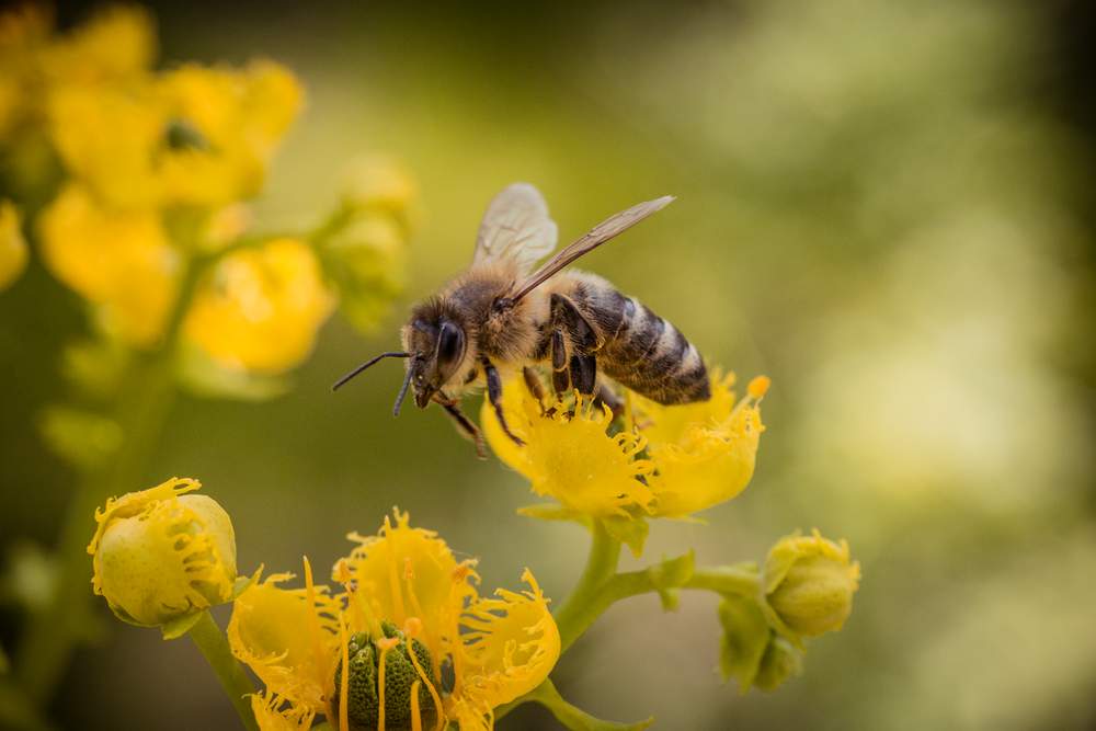 JEFTINA METODA: Pčele otkrivaju koronu