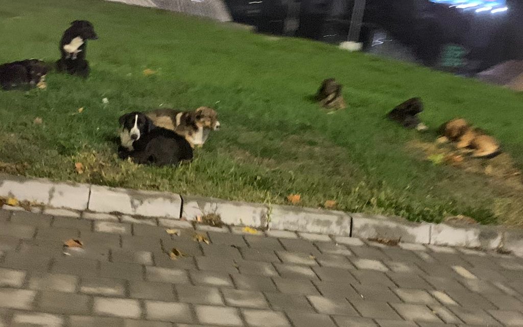 Čopori pasa „šetaju“ Banja Lukom