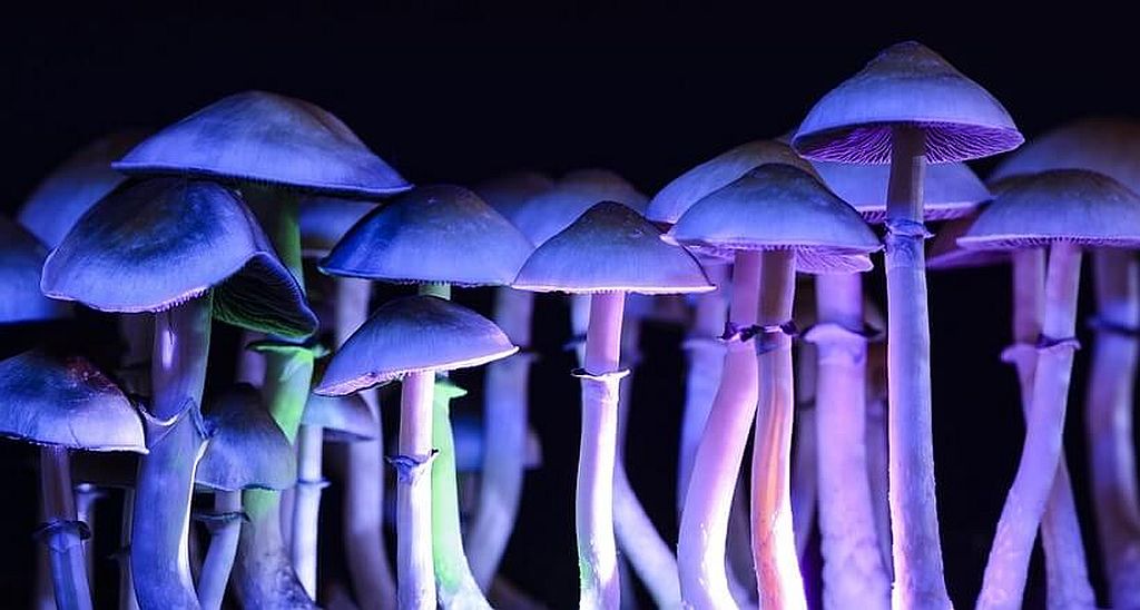 Halucinogene gljive liječe anksioznost?