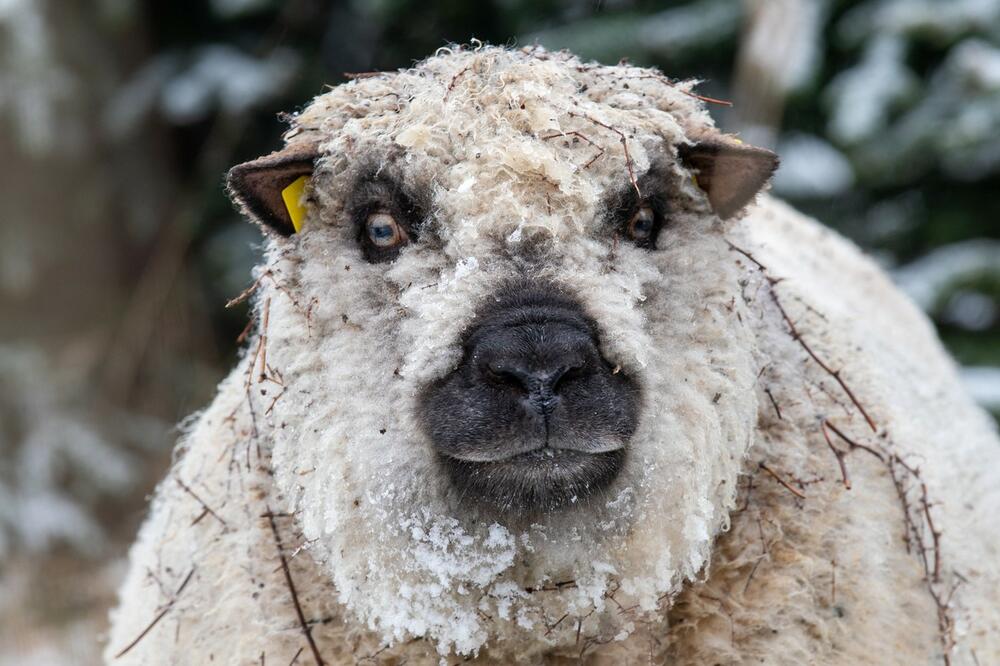Volonterku na terapijskoj farmi u SAD ubila ovca