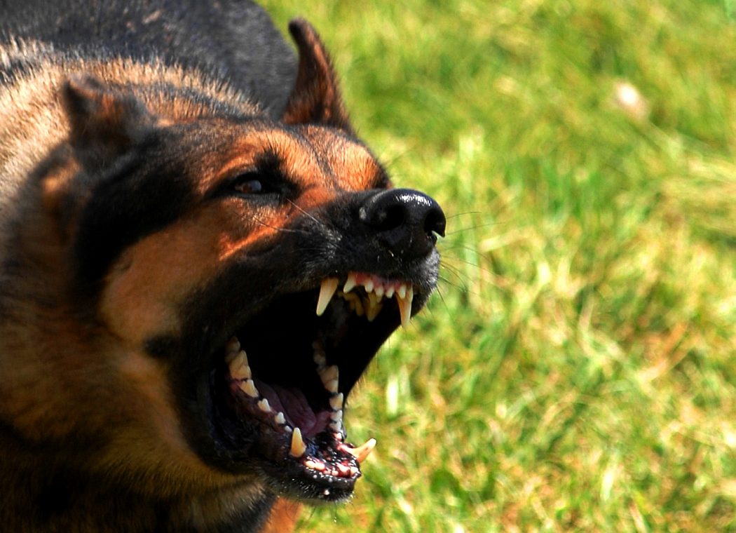 Kazne za vlasnike opasnih pasa bez brnjice i do 900 KM