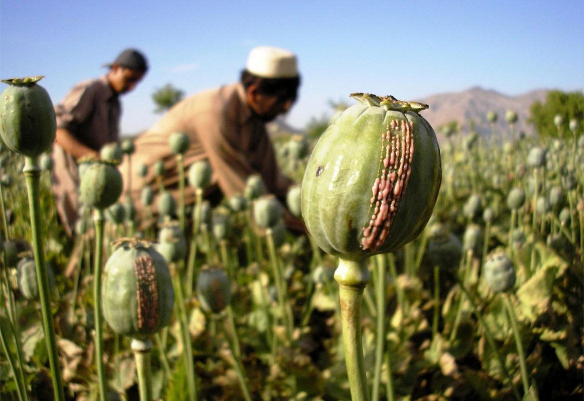 Opijumski mak cvjeta i pod talibanima