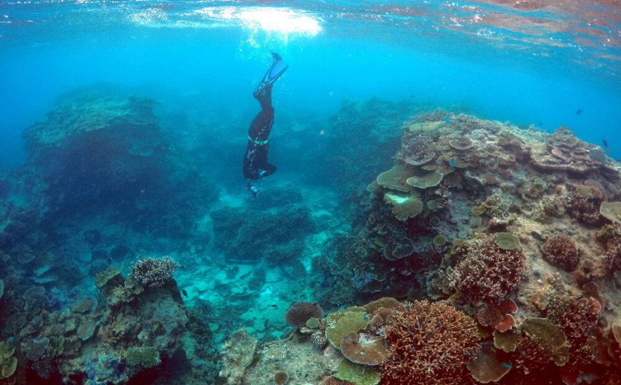 Australija ulaže 630 miliona evra u spašavanje Velikog koralnog grebena