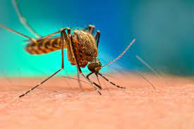 Japanski encefalitis se pojavio u Australiji, a šire ga komarci