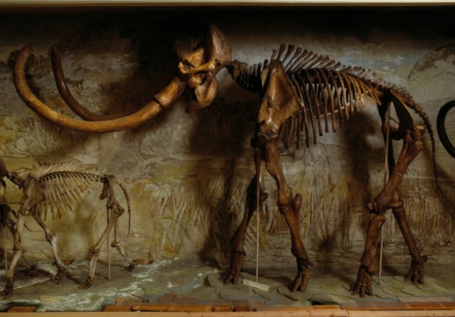 Zaleđeno mladunče mamuta pronađeno u Kanadi, prvo takvo otkriće u Sjevernoj Americi FOTO