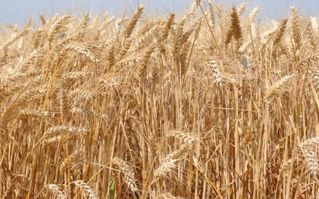 Veći iznos nego prošle godine: Proizvođačima pšenice 500 KM po hektaru