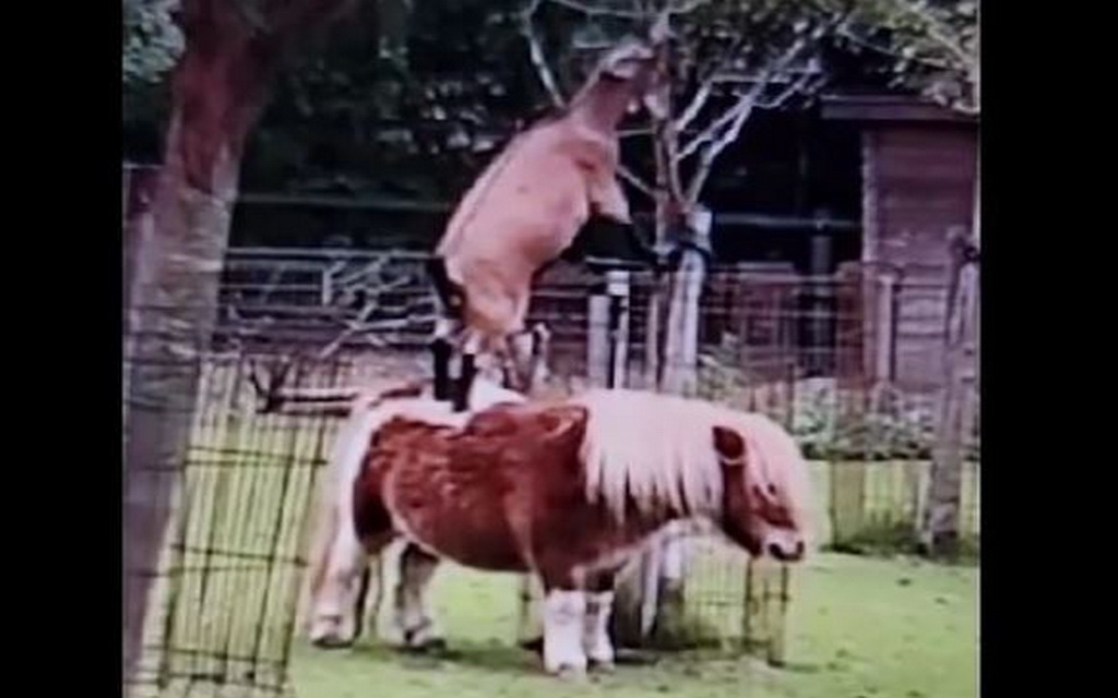 Mogli bi učiti od njih kako se sarađuje: Koza se popela poniju na leđa da obrsti lišće