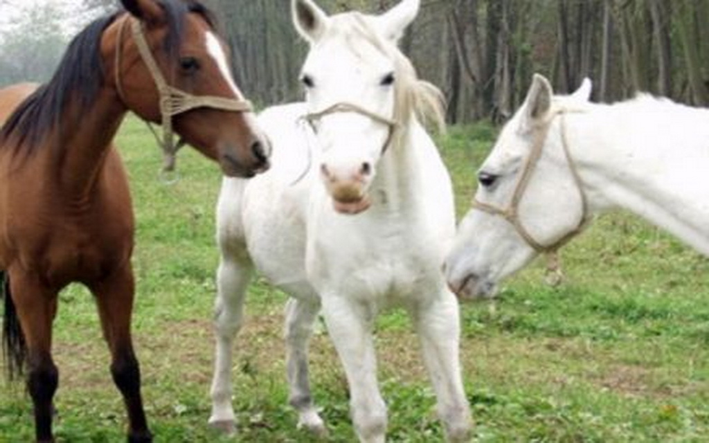 Banjalučane zatekao prizor: Konji lutaju Starčevicom