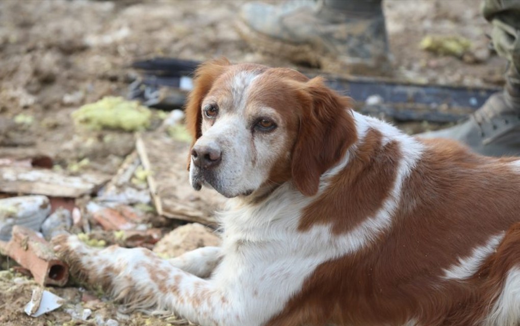 Pas kojem se svi dive: Spasioci u Turskoj nisu mogli naći put do sela, on im je pokazao