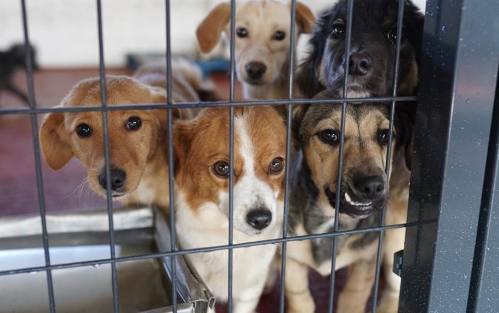 Prošle godine udomljeno 77 pasa iz banjalučkog azila, obezbijeđen karantin za štence