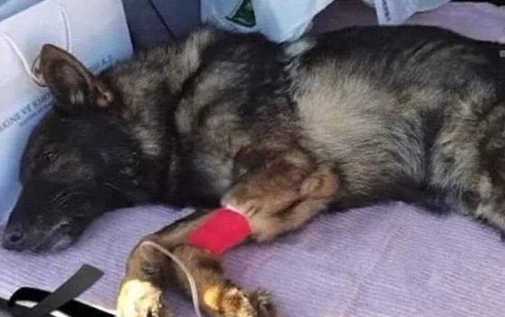 Meksički pas Proteo stradao spašavajući ljude u Turskoj