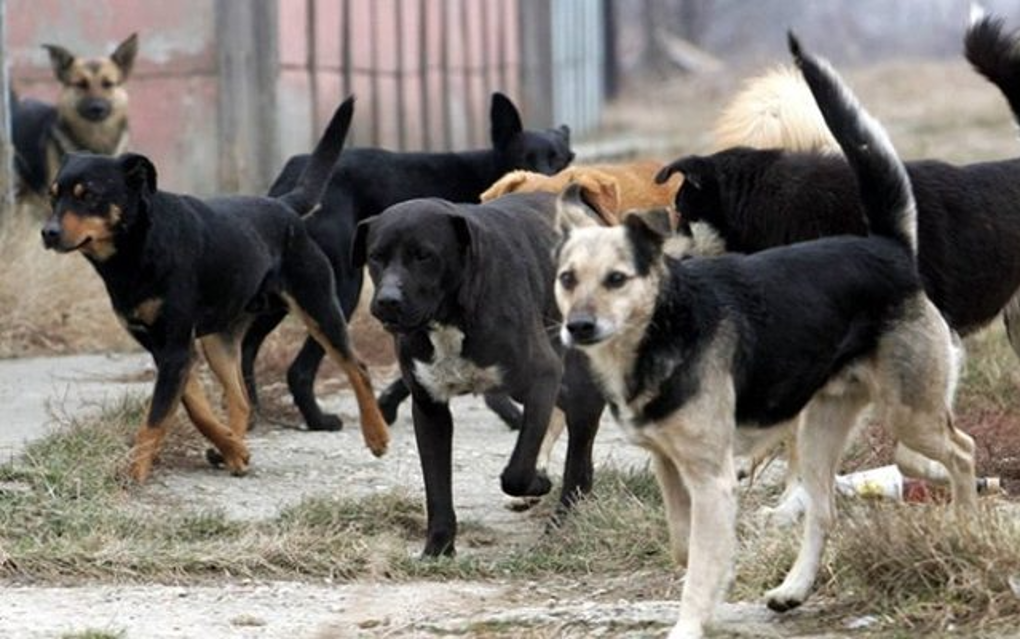 Napušteni ljubimci “siju strah”: Sve učestaliji napadi pasa na ulicama Banjaluke