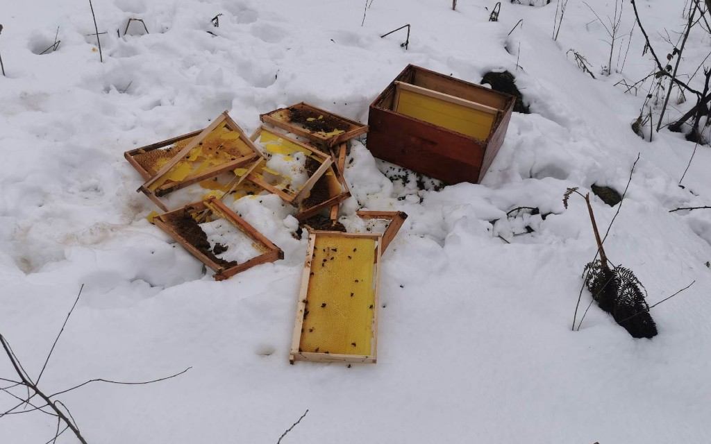 Šurkovac kod Prijedora: Medvjed polupao košnice i ,,počastio” se medom