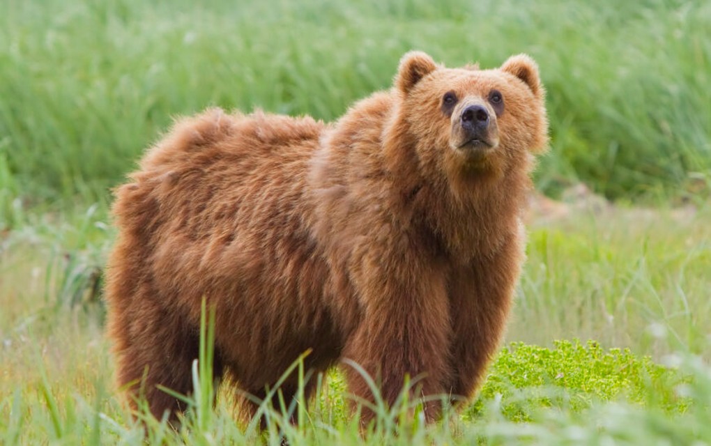 Trčao po šumi, pa ga medvjed ubio