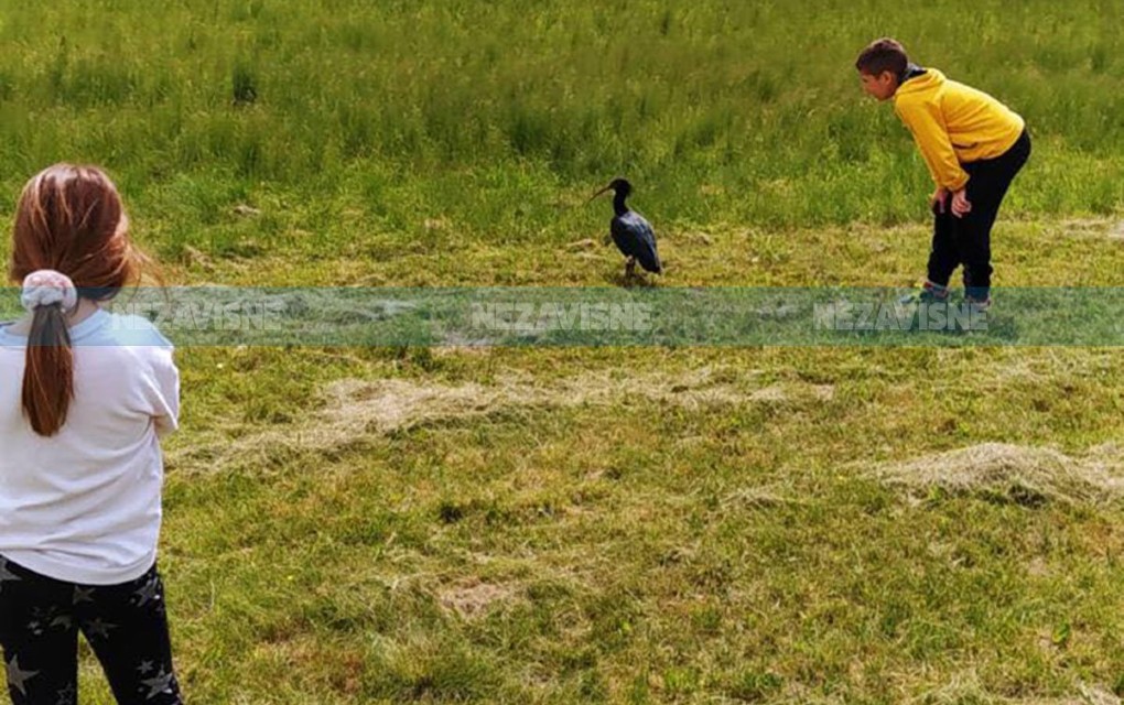 Izuzetno rijetka ptica ćelavi ibis sletjela na banjalučki stadion