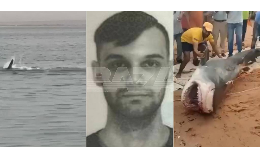 STRAVA sa morskim psom EGIPTU: Turisti na obali na smrt tukli životinju koja je napala RUSA u Hurgadi?!