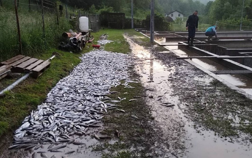 Zbog nevremena u Šipovu uginulo pet tona ribe