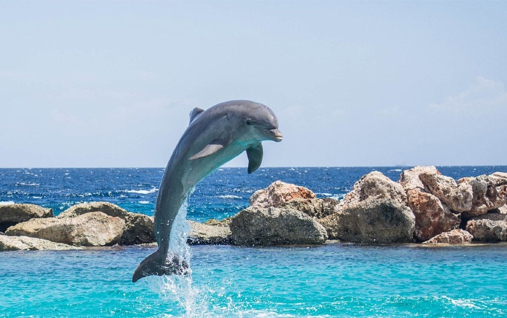 Delfini napali kupače, postavljeni znakovi upozorenja