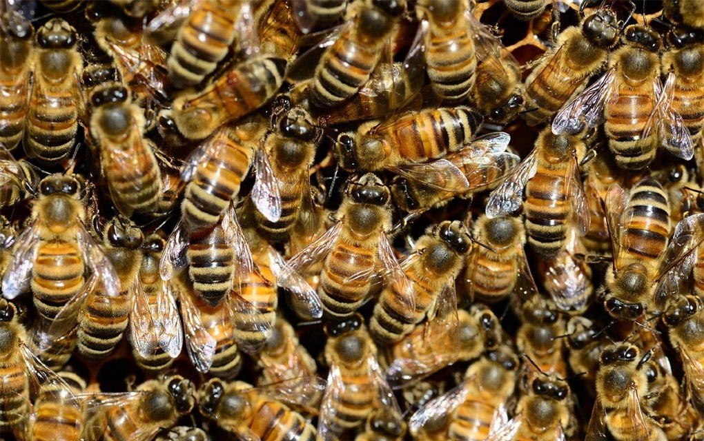 Roj pčela napao muškarca: Imao više od 100 uboda