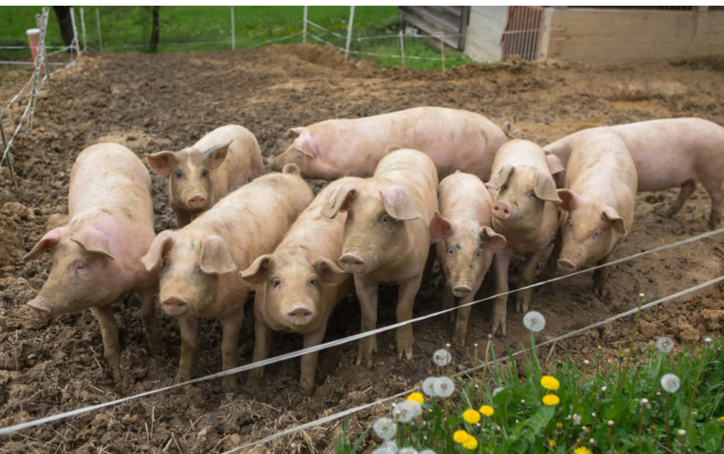 Borba protiv afričke kuge: Hoće li u Srpskoj biti dovoljno svinja za svinjokolj