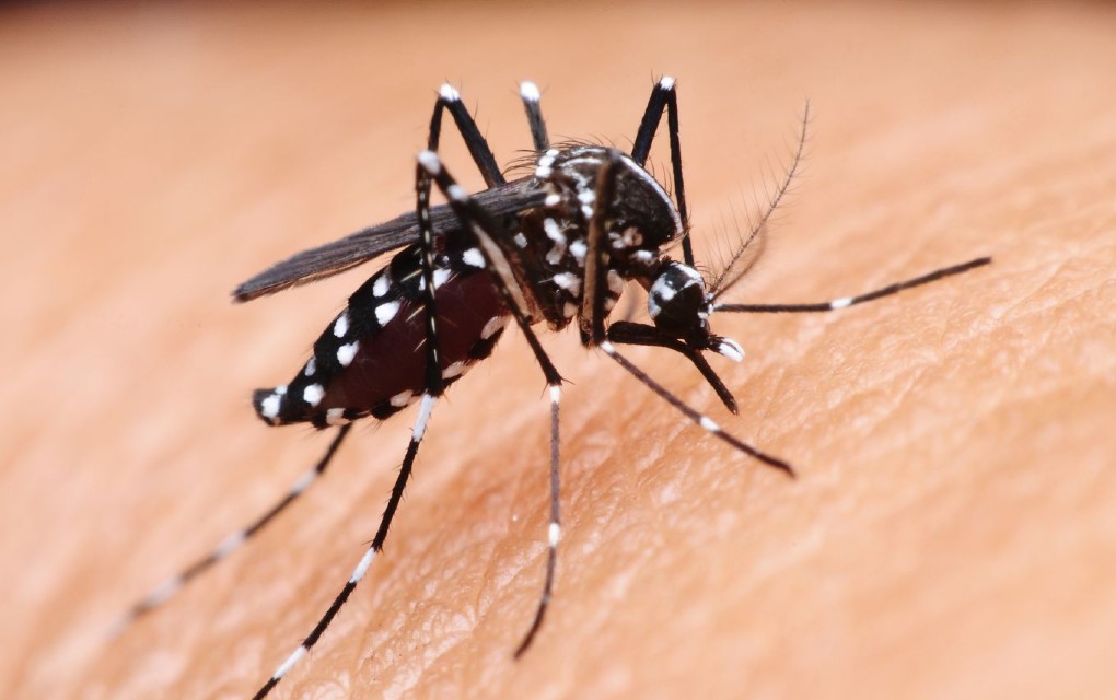 Virus Zapadnog Nila registrovan u Srbiji: Teško oboljenje se prenosi ubodom zaraženog komarca