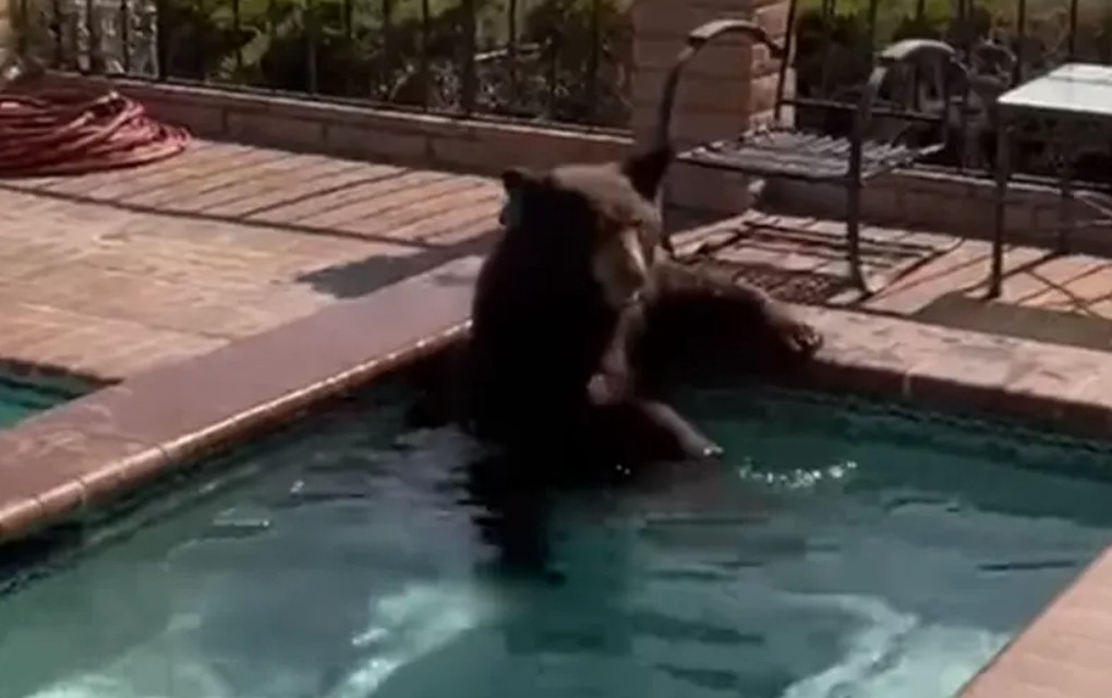Medvjed upao u bazen u dvorištu da se spasi od vrućine