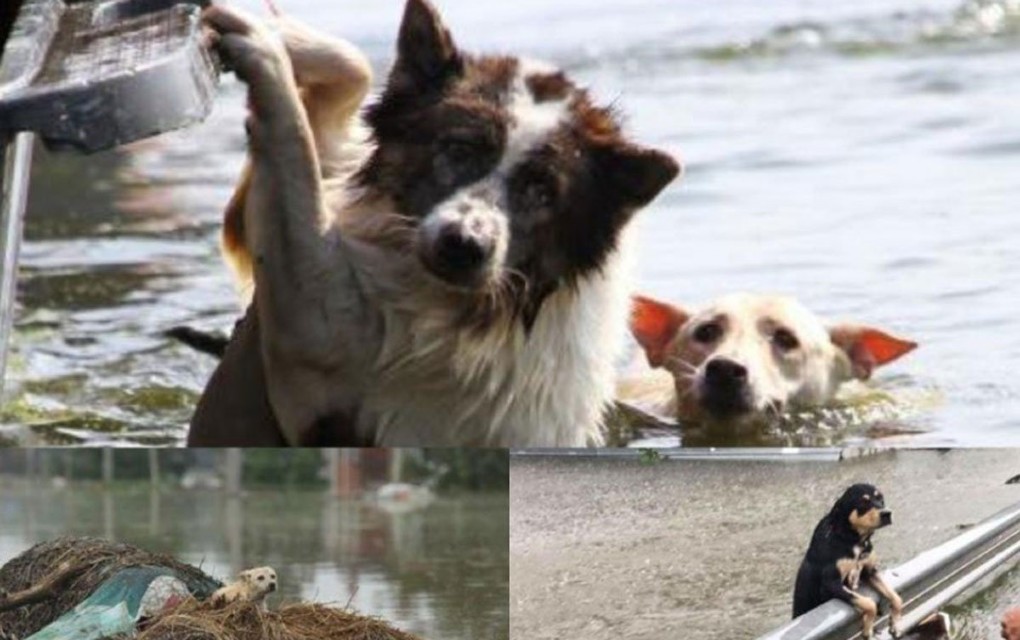U slovenačkim poplavama izgubljene su brojne životinje, fotografije slamaju srca