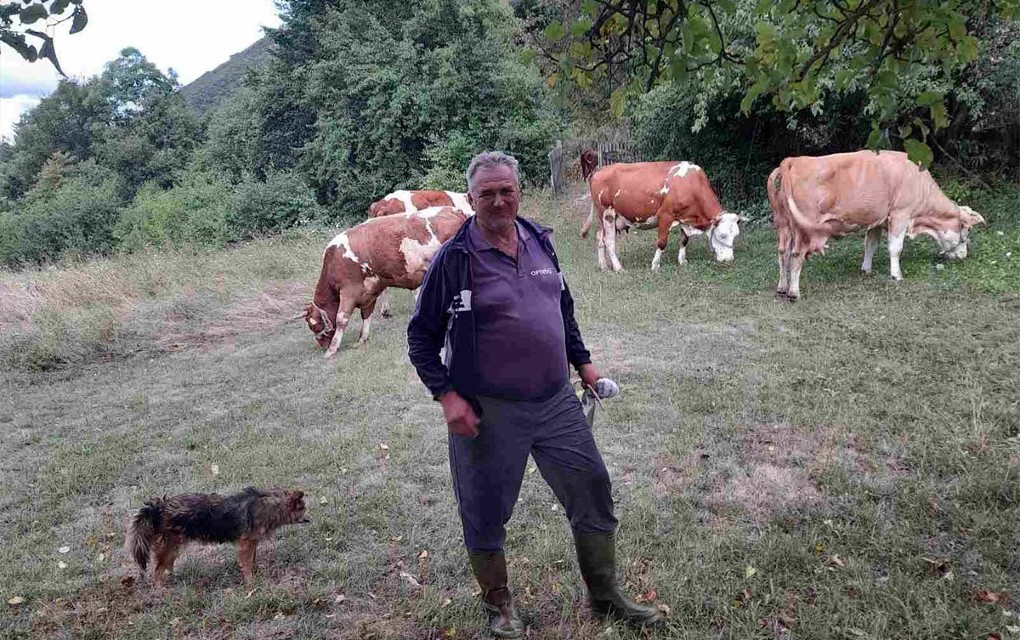 Domaćin iz Drvara pomoću Google-a locira krave poslije ispaše: „Omane za koji metar“