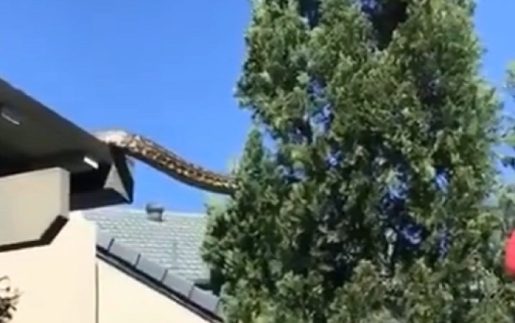 Samo u Australiji: Gigantska zmija snimljena kako prelazi sa kuće na drvo