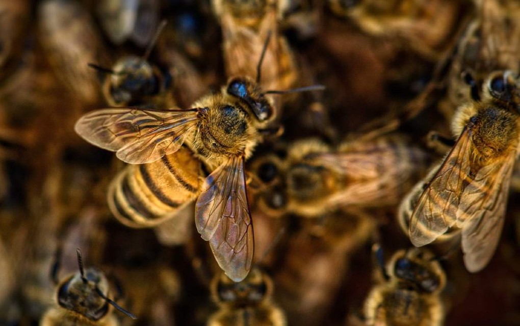 Pale košnice s pet miliona pčela, vozač kamiona ima više od 100 uboda