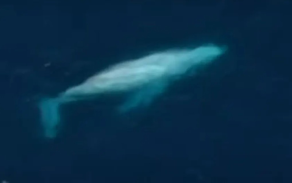 Neobičan kit snimljen u Australiji
