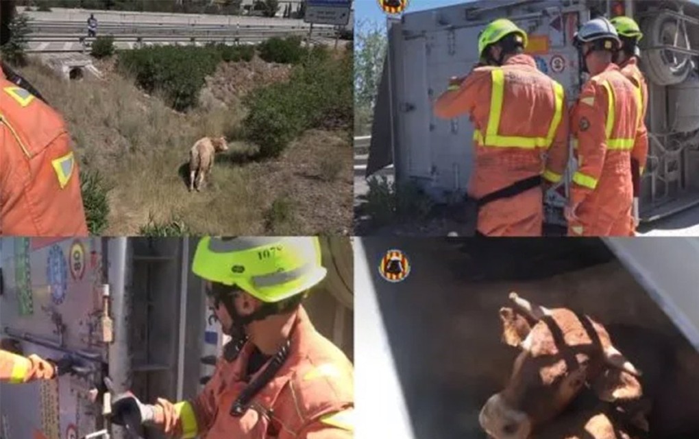 Haos na autoputu: Vatrogasci hvatali bikove nakon prevrtanja kamiona