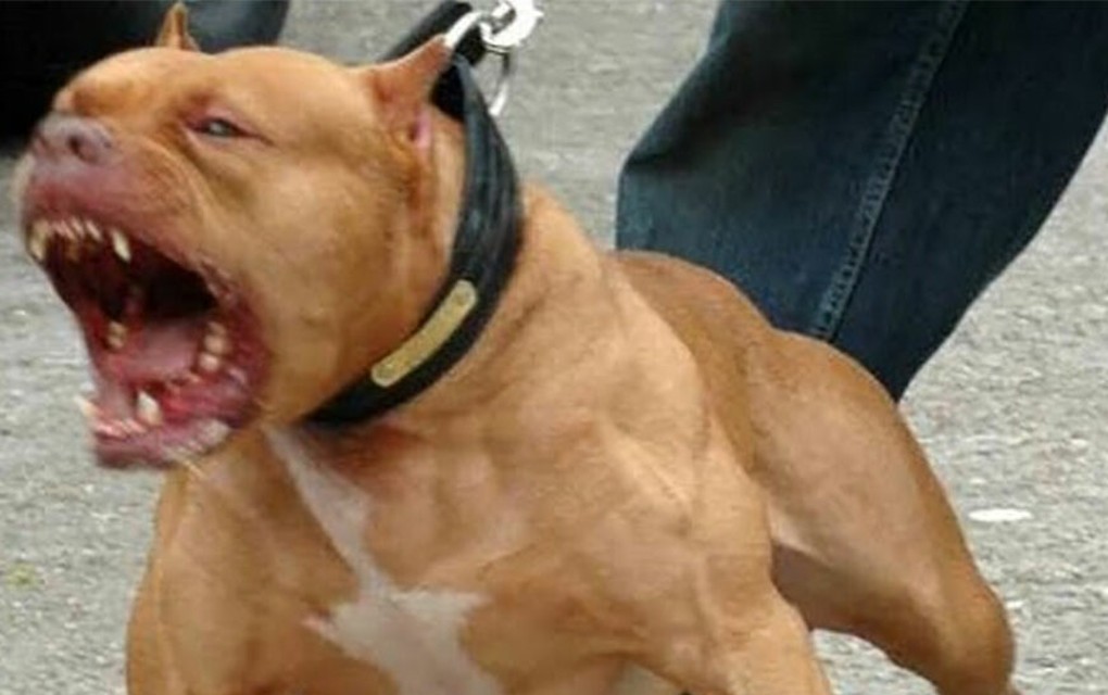 Pas odgrizao dječaku dio usne: Detalji užasa u Hrvatskoj, vlasnik kaže da nije nasilan, da su se samo igrali