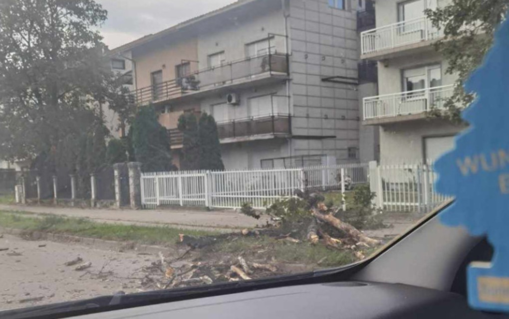 Izbjegnuta tragedija u Banjaluci: Drvo „za dlaku“ moglo da padne na automobil u pokretu