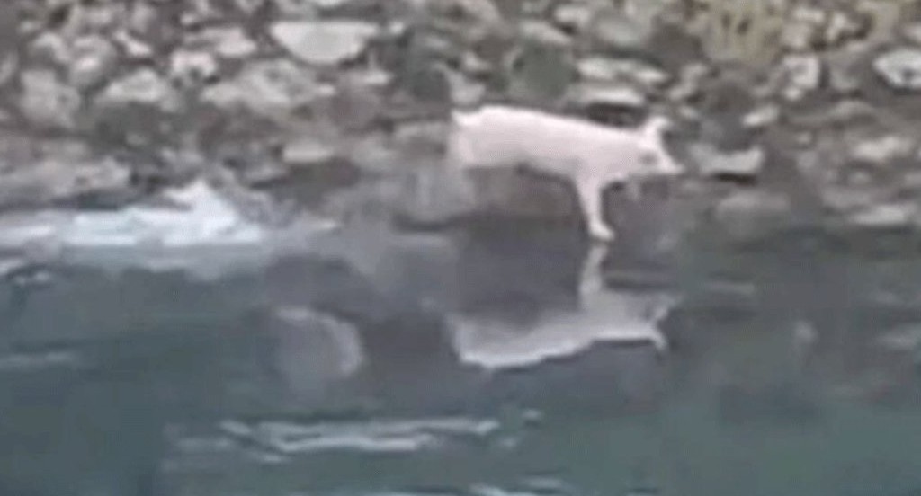 Urnebesan snimak: Prase “sa ražnja” pobjeglo u rijeku