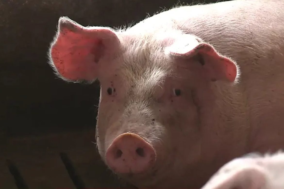 Isplaćeno skoro 1,5 miliona KM za eutanaziju svinja