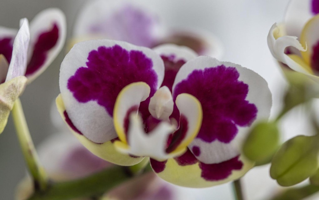 Bolesne orhideje: Sa samo 2 sastojka koja sigurno imate u kuhinji, one će opet bujno procvjetati