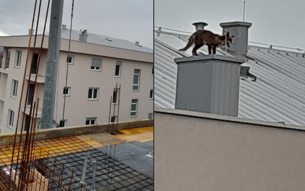 Lisica na krovu zgrade u Tesliću!