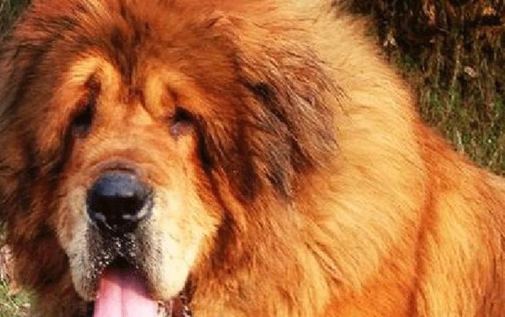 Tibetanski mastif – Najskuplji pas na svijetu
