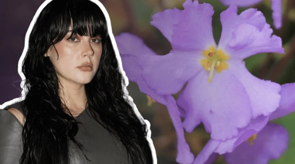 Šta označava „Ramonda“ – cvijet o kojem pjeva Teya Dora
