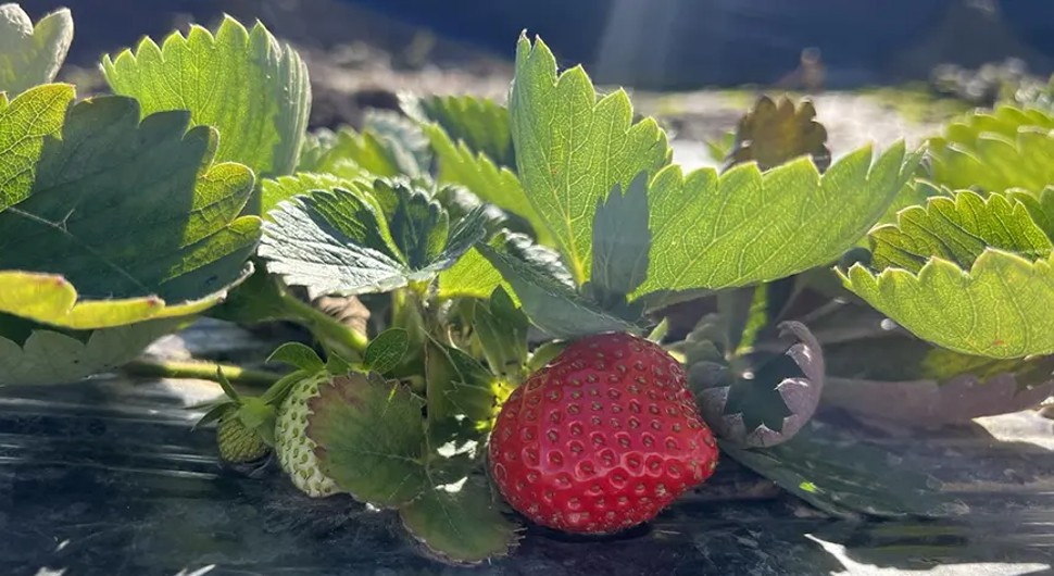 Stigle jagode na tržište BiH – 20 KM kilogram