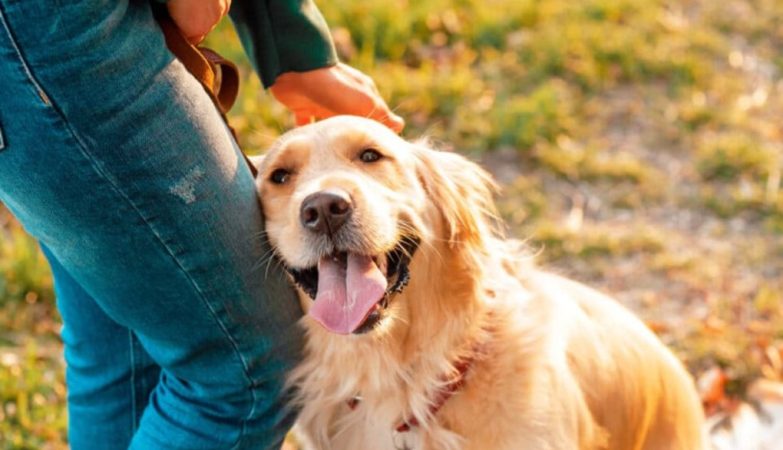 Top 10 rasa pasa koji su ljekoviti za dušu i misli
