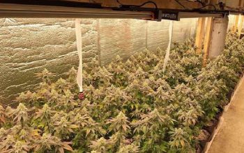 Pogledajte laboratoriju marihuane koja je otkrivena u Kozaruši