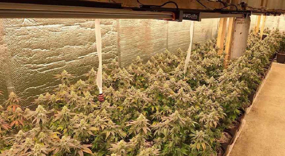 Pogledajte laboratoriju marihuane koja je otkrivena u Kozaruši