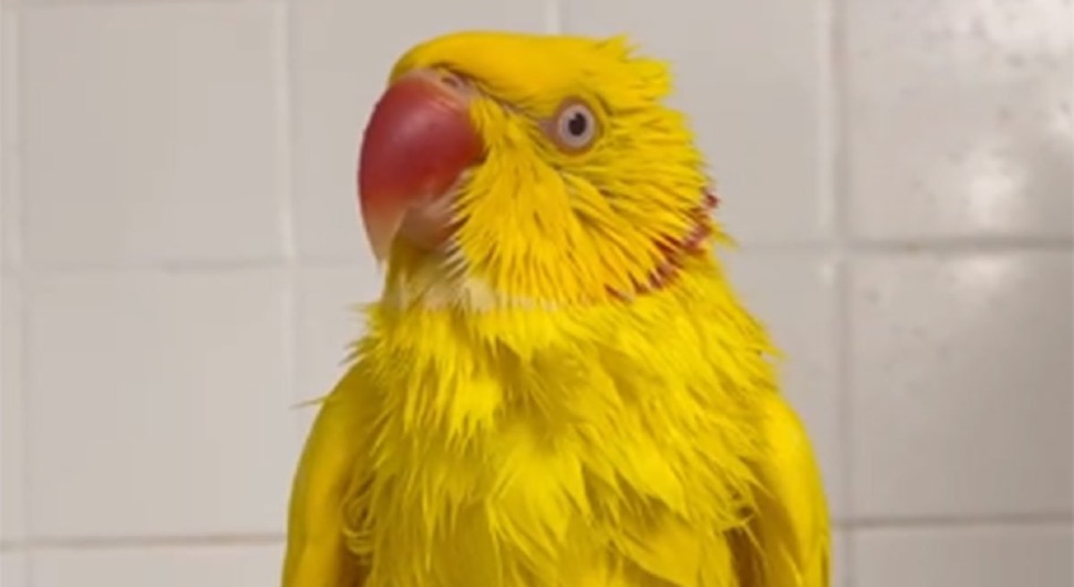 Pogledajte kako ova simpatična papiga pjeva pod tušem