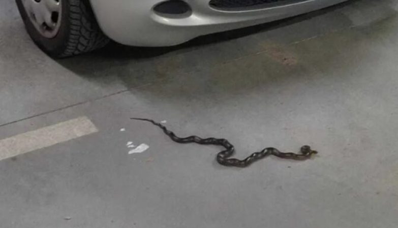 zmija u garaži