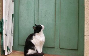 Šta znači kad vam mačka dođe ispred vrata i neće da ode?