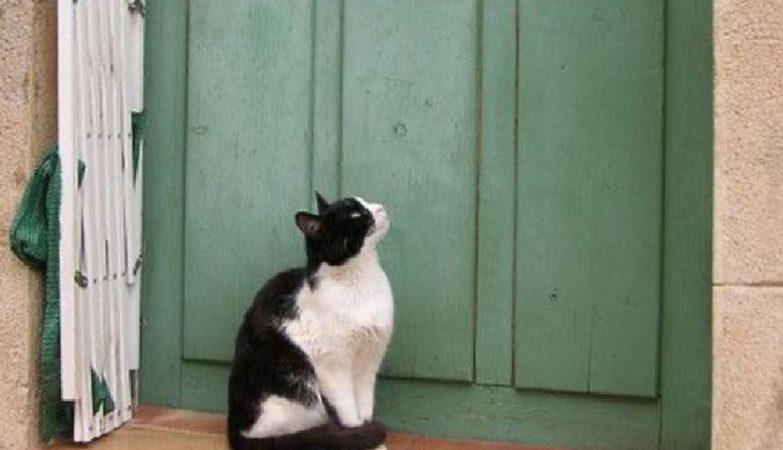 Šta znači kad vam mačka dođe ispred vrata i neće da ode?